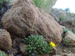 Chasmatophyllum musculinum receiving rock protection